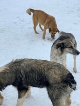 COCO, Hund, Mischlingshund in Rumänien - Bild 6