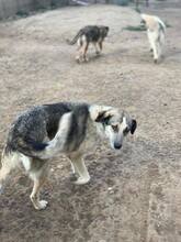 COCO, Hund, Mischlingshund in Rumänien - Bild 8