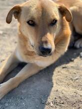 TINA, Hund, Mischlingshund in Rumänien - Bild 1