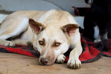 ANKITA, Hund, Mischlingshund in Rumänien - Bild 1