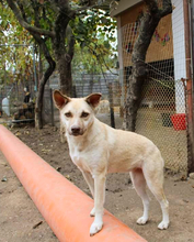 ANKITA, Hund, Mischlingshund in Rumänien - Bild 4