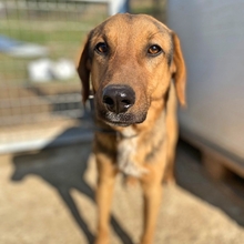 ELPIZO, Hund, Mischlingshund in Griechenland - Bild 2