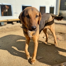 ELPIZO, Hund, Mischlingshund in Griechenland - Bild 3