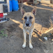 CANCE, Hund, Mischlingshund in Griechenland - Bild 2