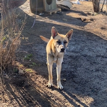 CANCE, Hund, Mischlingshund in Griechenland - Bild 3