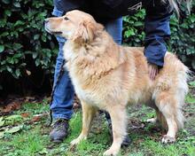 SILVIETTE, Hund, Mischlingshund in Italien
