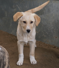 ZIMBO, Hund, Mischlingshund in Griechenland - Bild 1