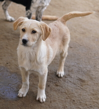 ZIMBO, Hund, Mischlingshund in Griechenland - Bild 10