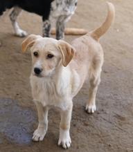 ZIMBO, Hund, Mischlingshund in Griechenland - Bild 11