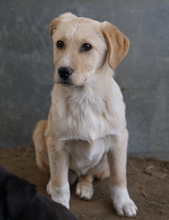 ZIMBO, Hund, Mischlingshund in Griechenland - Bild 12