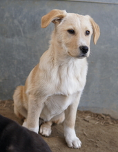 ZIMBO, Hund, Mischlingshund in Griechenland - Bild 13