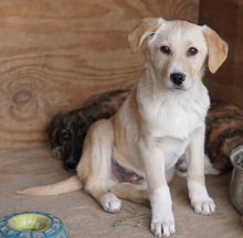 ZIMBO, Hund, Mischlingshund in Griechenland - Bild 14