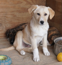 ZIMBO, Hund, Mischlingshund in Griechenland - Bild 15