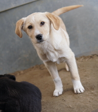 ZIMBO, Hund, Mischlingshund in Griechenland - Bild 16