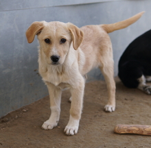 ZIMBO, Hund, Mischlingshund in Griechenland - Bild 17