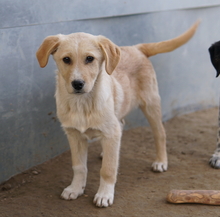 ZIMBO, Hund, Mischlingshund in Griechenland - Bild 18