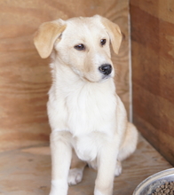 ZIMBO, Hund, Mischlingshund in Griechenland - Bild 19