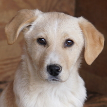 ZIMBO, Hund, Mischlingshund in Griechenland - Bild 2