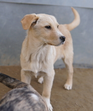 ZIMBO, Hund, Mischlingshund in Griechenland - Bild 20