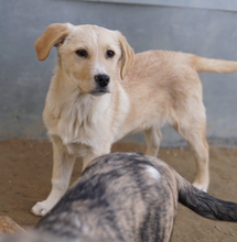 ZIMBO, Hund, Mischlingshund in Griechenland - Bild 21