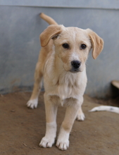 ZIMBO, Hund, Mischlingshund in Griechenland - Bild 22