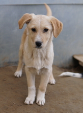 ZIMBO, Hund, Mischlingshund in Griechenland - Bild 23