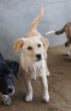 ZIMBO, Hund, Mischlingshund in Griechenland - Bild 3