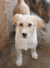 ZIMBO, Hund, Mischlingshund in Griechenland - Bild 4