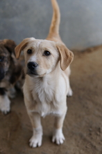 ZIMBO, Hund, Mischlingshund in Griechenland - Bild 5