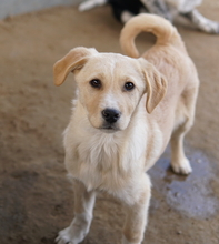 ZIMBO, Hund, Mischlingshund in Griechenland - Bild 6