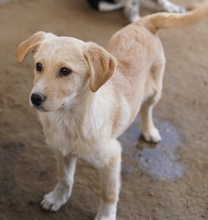 ZIMBO, Hund, Mischlingshund in Griechenland - Bild 7