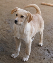 ZIMBO, Hund, Mischlingshund in Griechenland - Bild 8