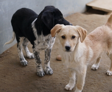 ZIMBO, Hund, Mischlingshund in Griechenland - Bild 9