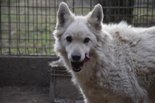 ÜGYES, Hund, Mischlingshund in Ungarn - Bild 1