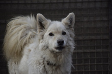 ÜGYES, Hund, Mischlingshund in Ungarn - Bild 2