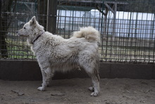 ÜGYES, Hund, Mischlingshund in Ungarn - Bild 3