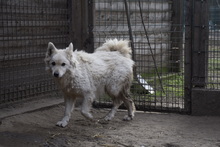 ÜGYES, Hund, Mischlingshund in Ungarn - Bild 4