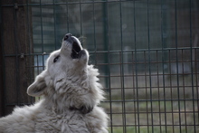 ÜGYES, Hund, Mischlingshund in Ungarn - Bild 5