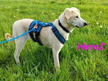 HERA2, Hund, Labrador-Mix in Neuried