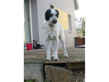 THORALF, Hund, Mischlingshund in Kunreuth - Bild 2