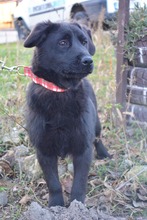 LUCIA, Hund, Mischlingshund in Bulgarien - Bild 5