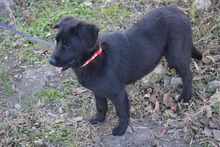 LUCIA, Hund, Mischlingshund in Bulgarien - Bild 6