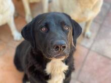 ARON, Hund, Mischlingshund in Blieskastel