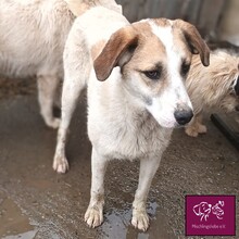 PISTAZIE, Hund, Herdenschutzhund in Rumänien - Bild 1