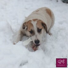 PISTAZIE, Hund, Herdenschutzhund in Rumänien - Bild 3