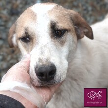 PISTAZIE, Hund, Herdenschutzhund in Rumänien - Bild 4