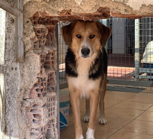 STELLA, Hund, Mischlingshund in Griechenland - Bild 1