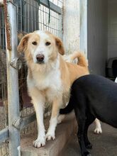 CINTI, Hund, Mischlingshund in Griechenland - Bild 3