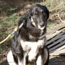 JZMIN, Hund, Mischlingshund in Ungarn - Bild 1