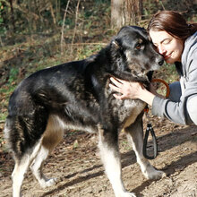 JZMIN, Hund, Mischlingshund in Ungarn - Bild 2